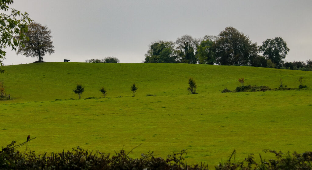 sligo campo